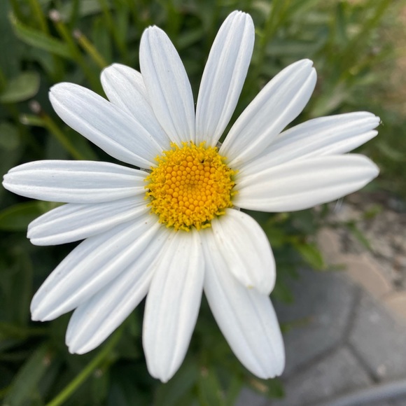 Meet your Posher, Megan - Picture 1 of 1